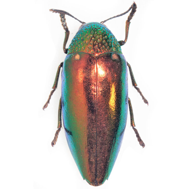 Sternocera aequisignata red form buprestid beetle Thailand