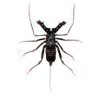Stygophrynus whip scorpion Indonesia