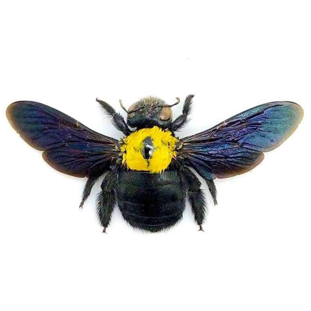 Xylocopa confusa yellow carpenter bee Indonesia