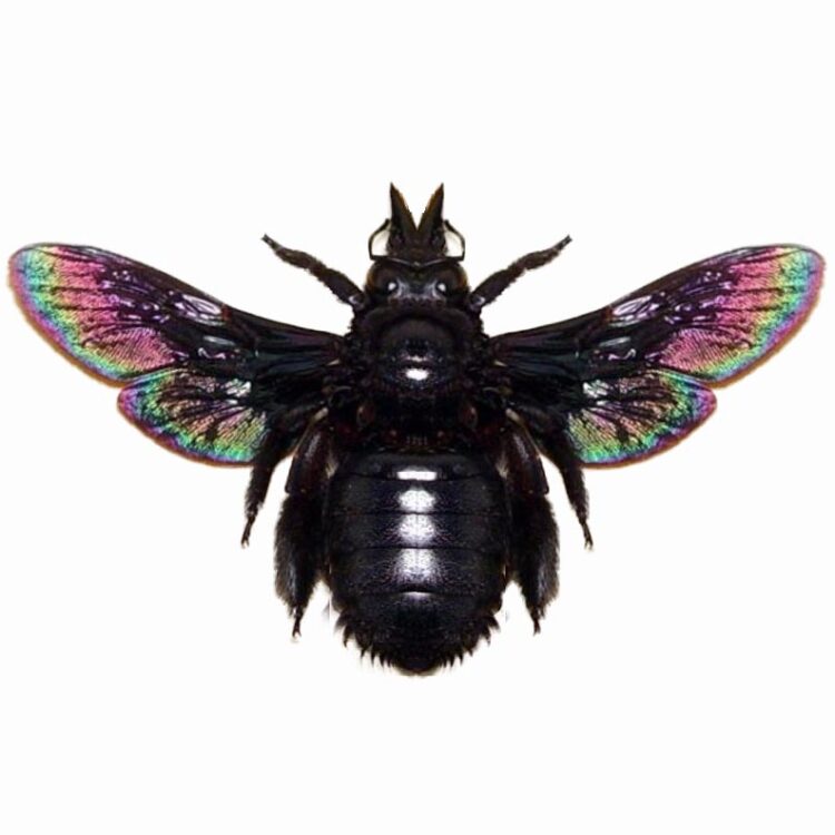 Xylocopa latipes black iridescent carpenter bee Indonesia