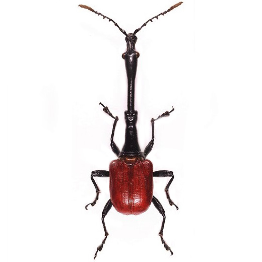 Trachelophorus red giraffe weevil beetle Madagascar