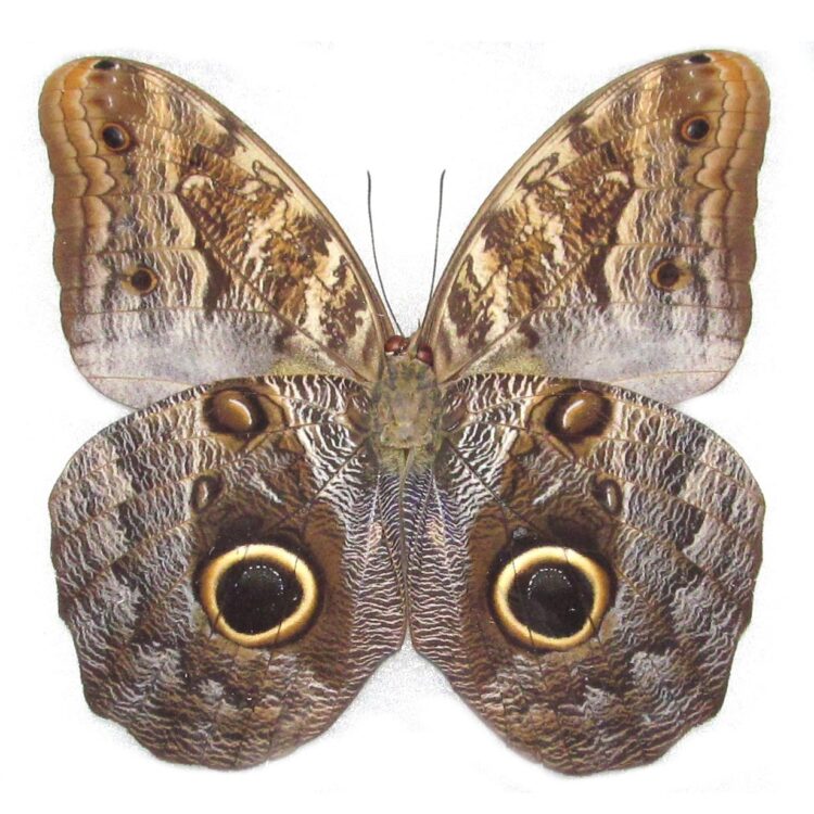 Caligo memnon owl butterfly verso Peru