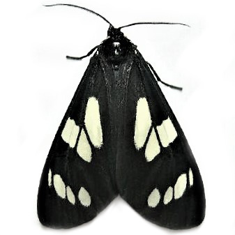 Gnophaela latipennis black white day flying moth Arizona USA