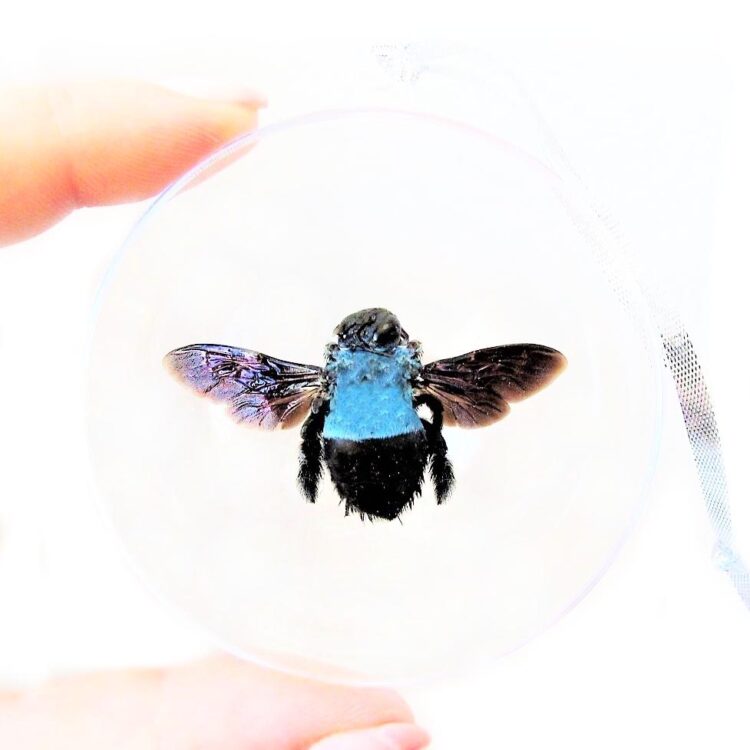 Xylocopa caerulea blue carpenter bee bumblebee Christmas ornament Malaysia