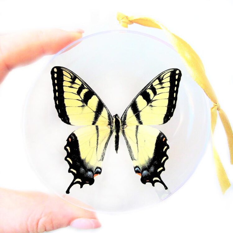 Papilio glaucus yellow tiger swallowtail butterfly Christmas ornament USA