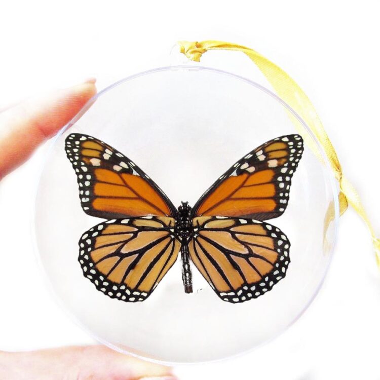 ornament monarch v