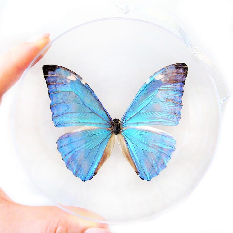 Morpho marcus adonis blue butterfly Christmas ornament Peru