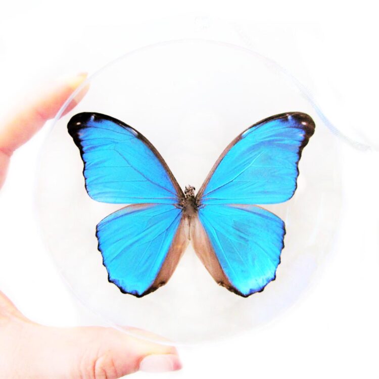 Morpho menelaus blue butterfly Christmas ornament Guyana