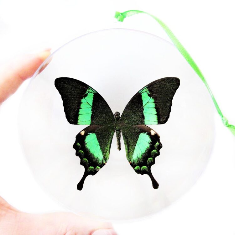 Papilio palinurus green swallowtail butterfly Christmas ornament Indonesia