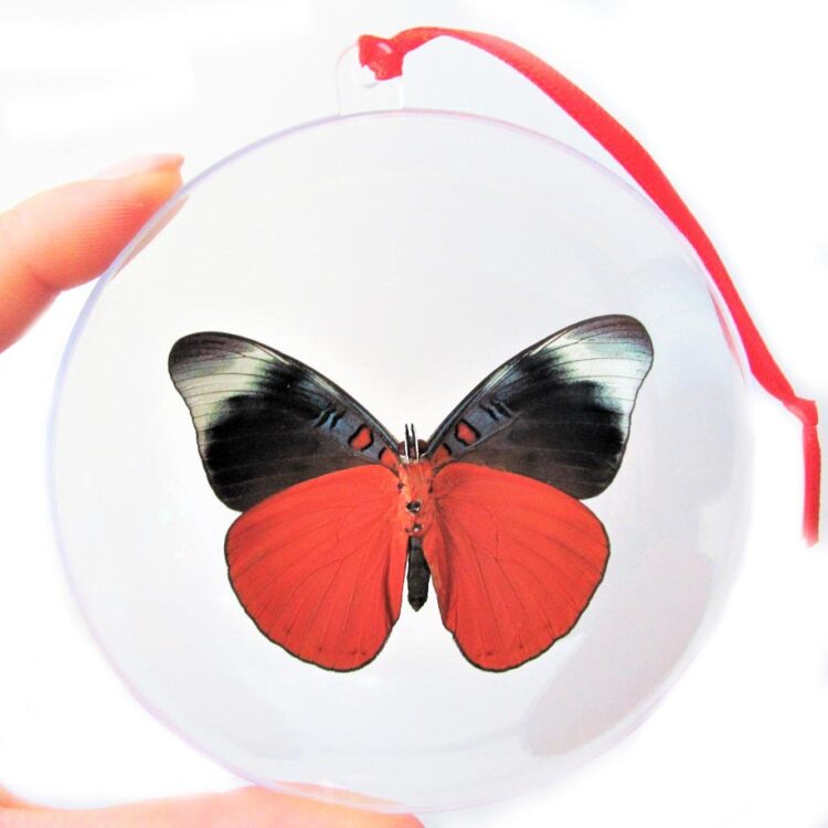 Panacea prola red butterfly Christmas ornament Peru
