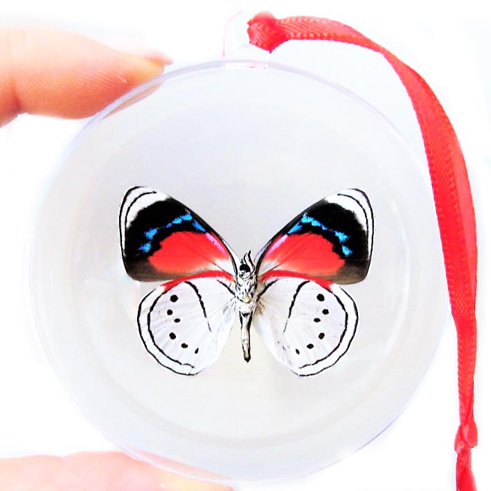 Perisama euriclea red white butterfly Christmas ornament Peru