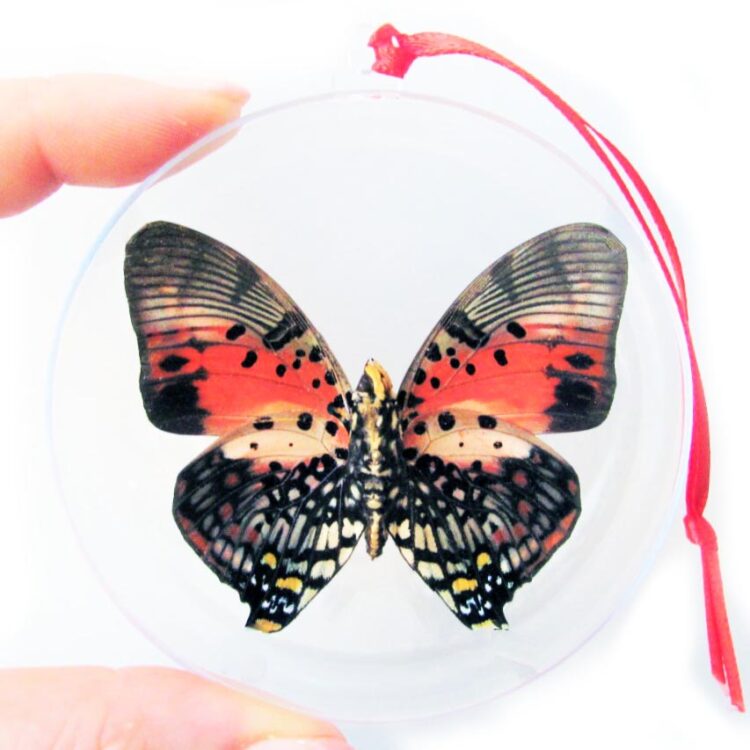 Charaxes zingha pink red butterfly Christmas ornament Africa