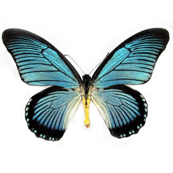 BicBugs Pseudolycaena damo Blue Hairstreak Butterfly Guatemala Framed