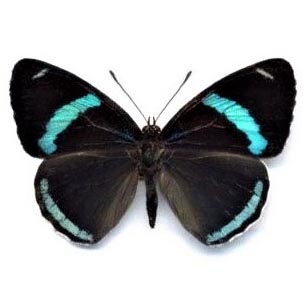 Diaethria clymena blue black butterfly Peru