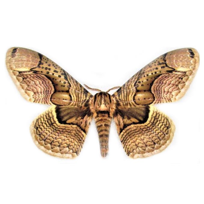 peanut moth Brahmaea hearseyi saturn moth Philippines