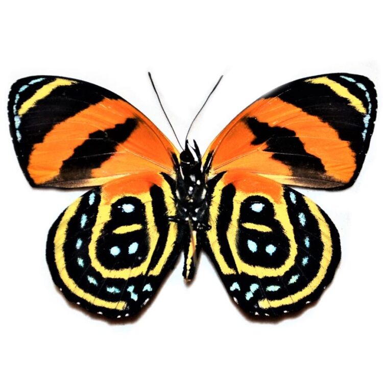 Callicore cynosura verso yellow orange butterfly Peru