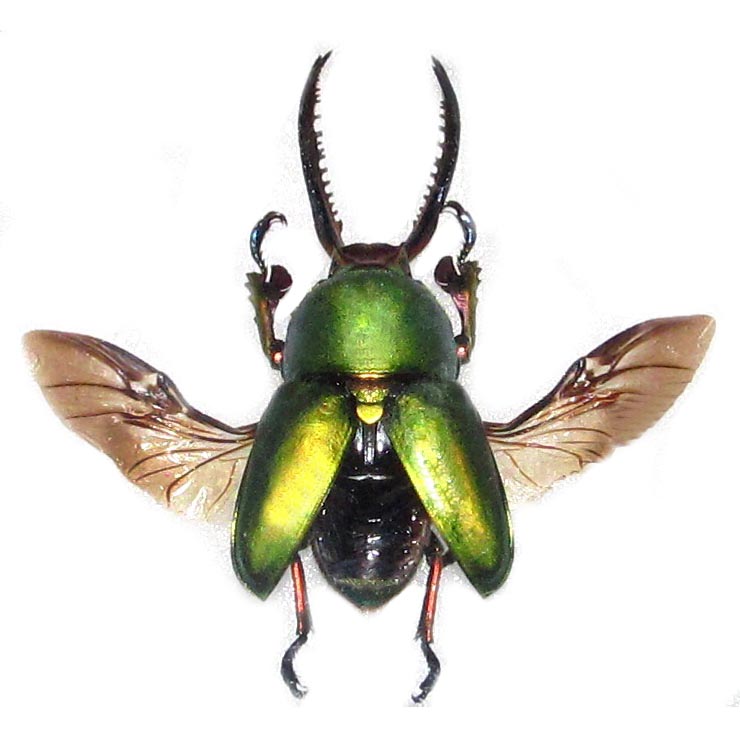 Lamprima adolphinae green stag beetle mounted wings spread Papua New Guinea
