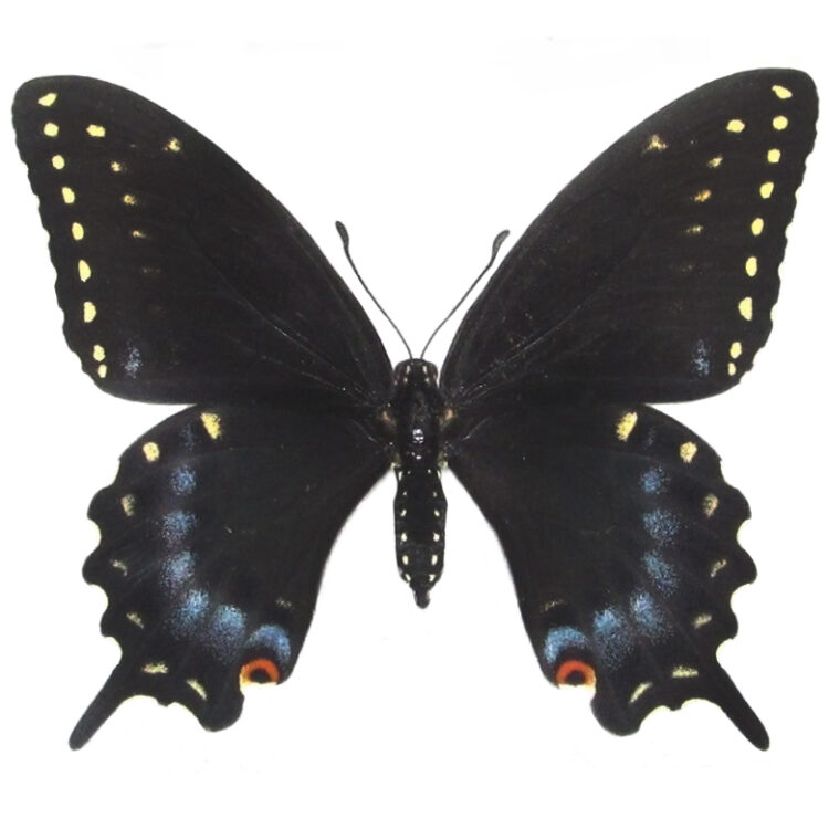 Papilio polyxenes female