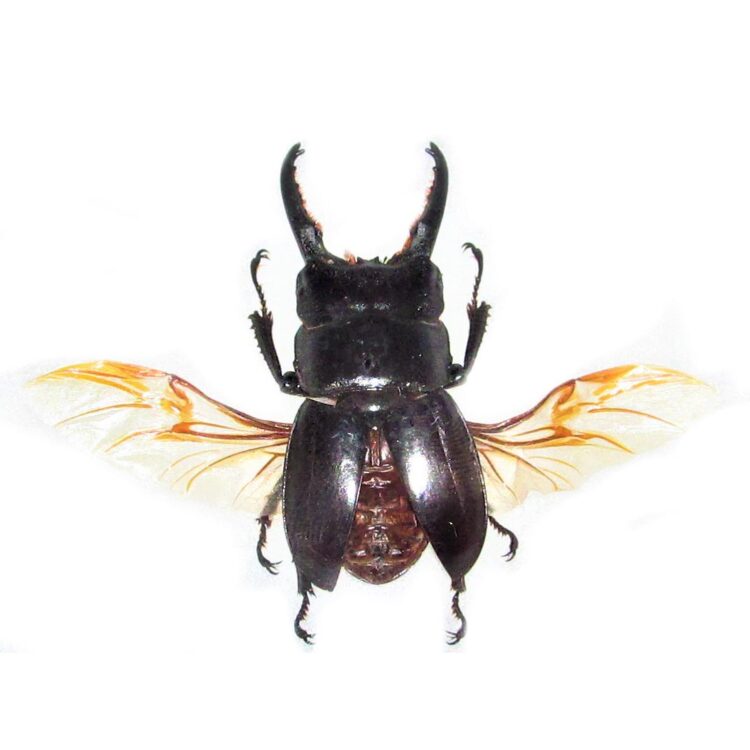 Dorcus alcides stag beetle mounted wings spread Indonesia