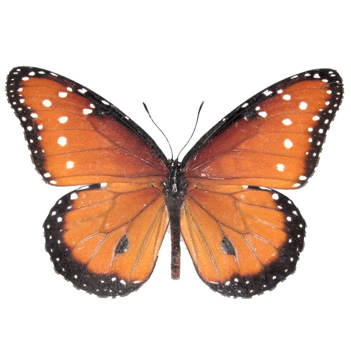 Danaus gilippus monarch mimic queen butterfly Arizona USA