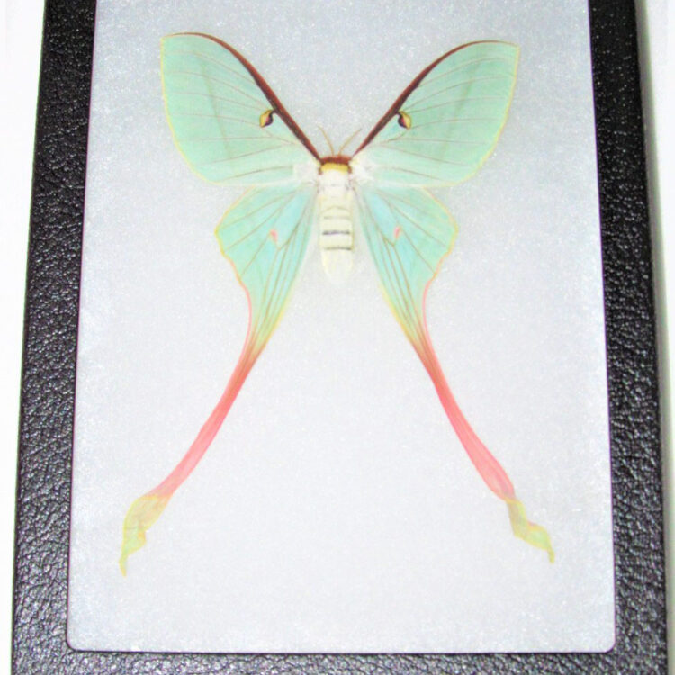 Actias dubernardi framed pink green saturn moth female China RARE