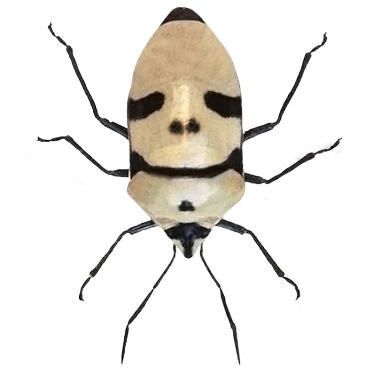 Eucorysses grandis mask skull face shield bug Indonesia