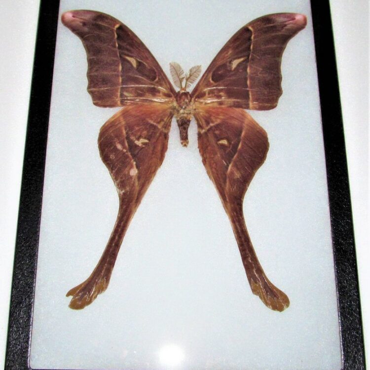 Coscinocera hercules framed saturn moth RARE