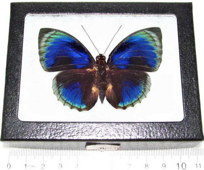 Agrias stuarti/phalcidon blue framed butterfly Peru RARE