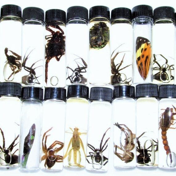 TARANTULA SPIDER LEG VENOM KILLER  in a jar Taxidermy preserved wet specimen 