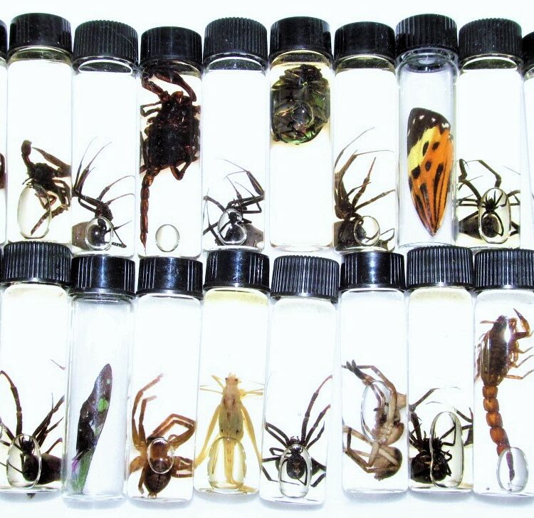 mixed lot of assorted specimens in vials wet specimens