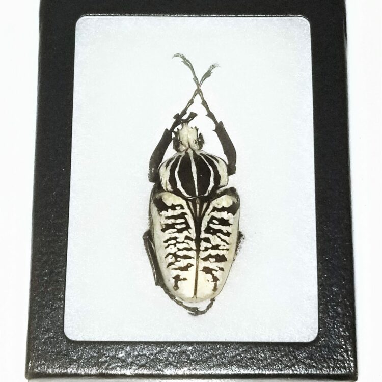 Goliathus albosignatus kirkianus white black framed scarab beetle Tanzania