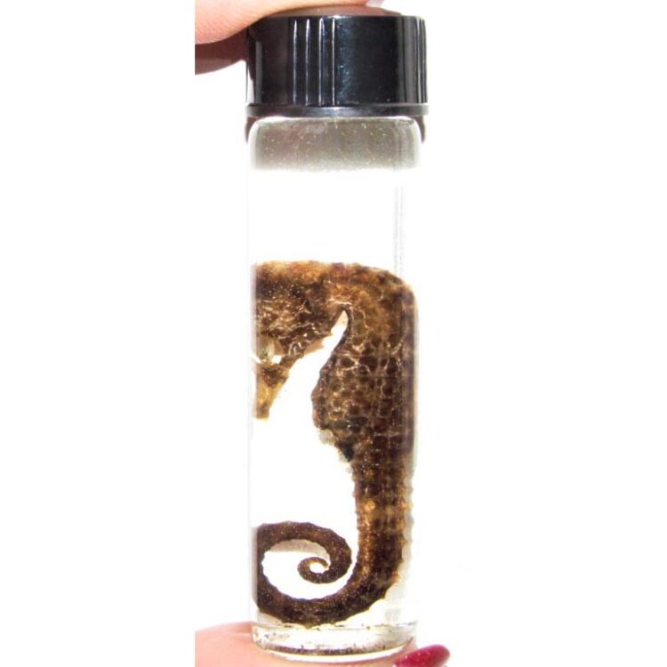 seahorse seadragon XL wet specimen Florida USA