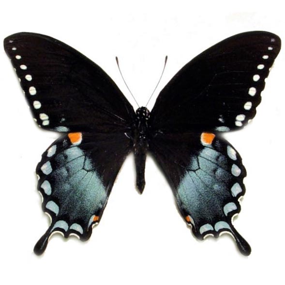Papilio troilus black blue spicebush swallowtail butterfly Pennsylvania USA