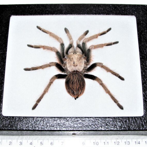 Real Tarantula Eurypelma Spinicrus Spider 4 3/4 Spread Taxidermy Indonesia 