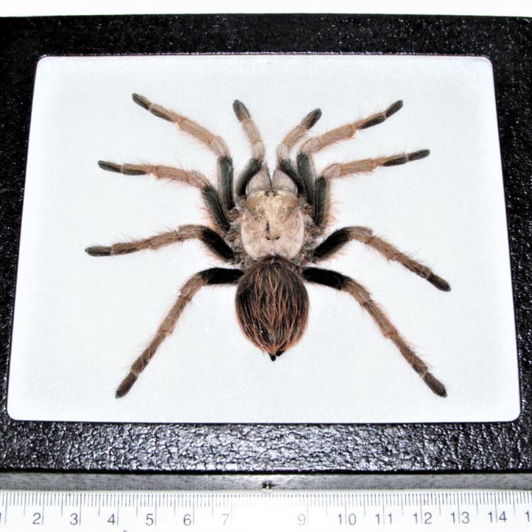 Aphonopelma chalcodes framed Arizona blonde tarantula female USA