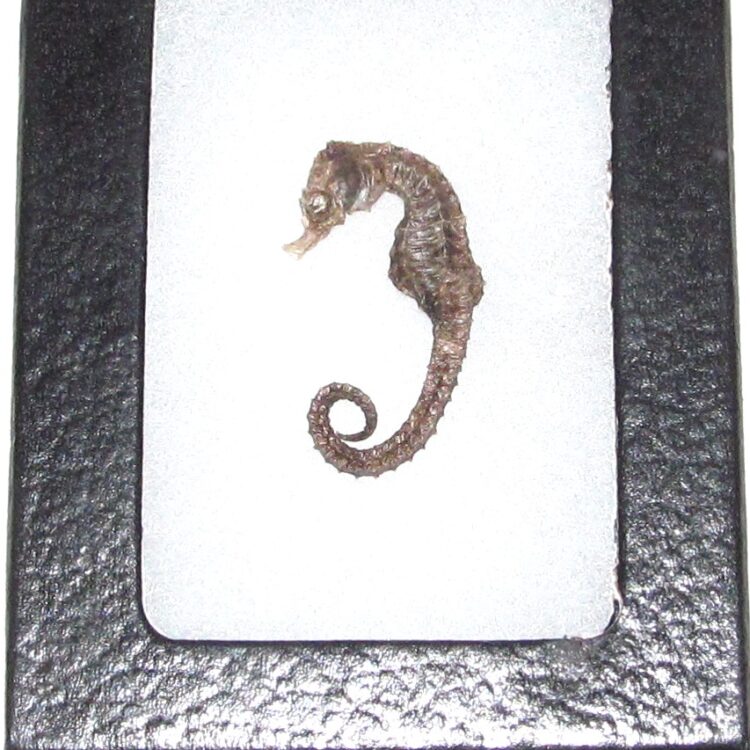 seahorse framed real