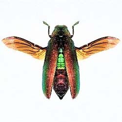 unmounted Chrysochroa fulminans red green buprestid beetle Indonesia