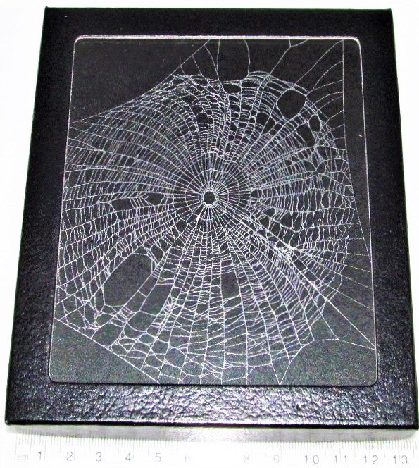 framed preserved orb weaver spider web USA