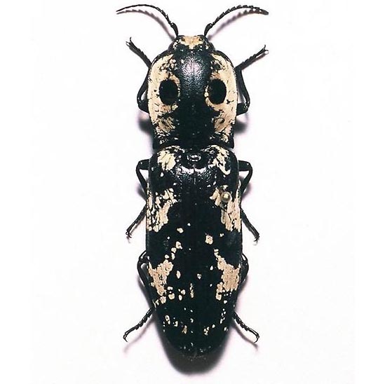 Alaus zunianus click beetle arizona