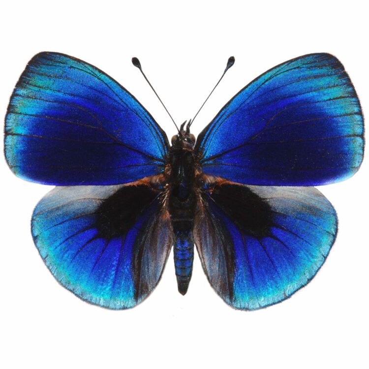 Asterope leprieuri blue black butterfly Peru