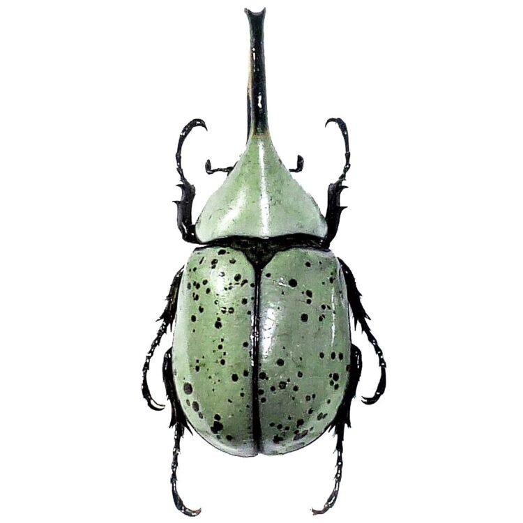 Dynastes granti rhinoceros beetle male Arizona USA