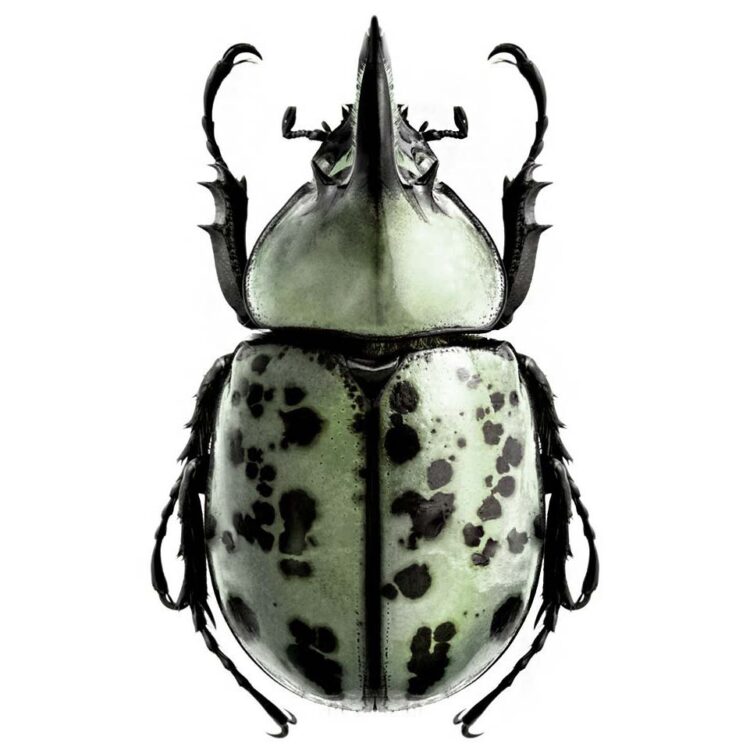 Dynastes granti rhinoceros beetle minor male Arizona USA