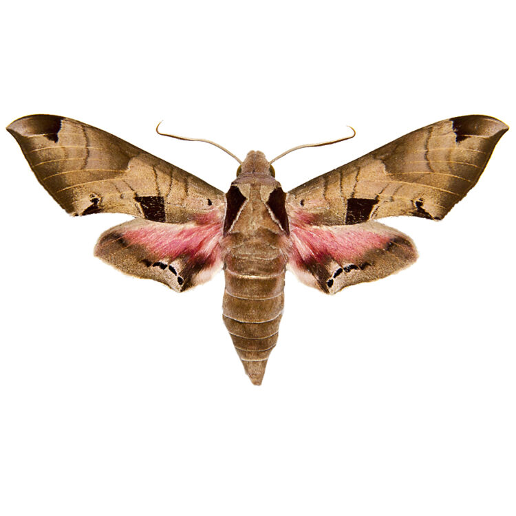 Eumorpha achemon pink sphinx moth Arizona USA