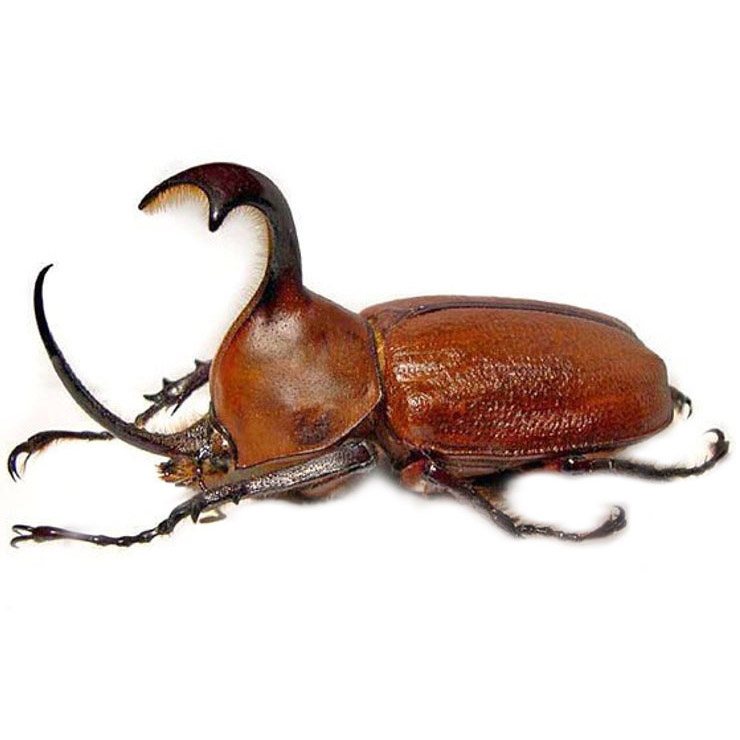 Golofa claviger rhinoceros beetle Peru