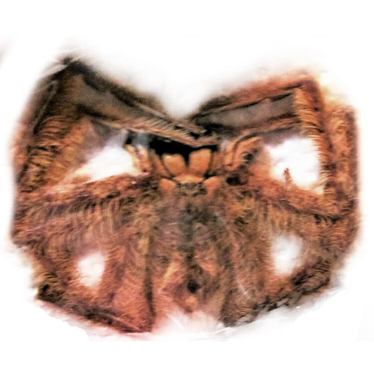 Heteropoda davidbowie species orange huntsman spider Malaysia