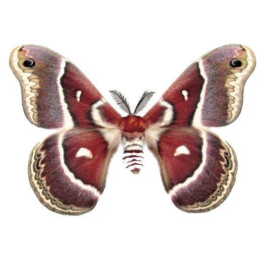 Hyalophora gloveri red saturn moth Arizona USA