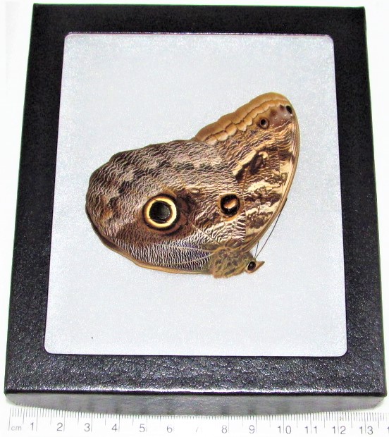 Caligo memnon framed owl butterfly Peru