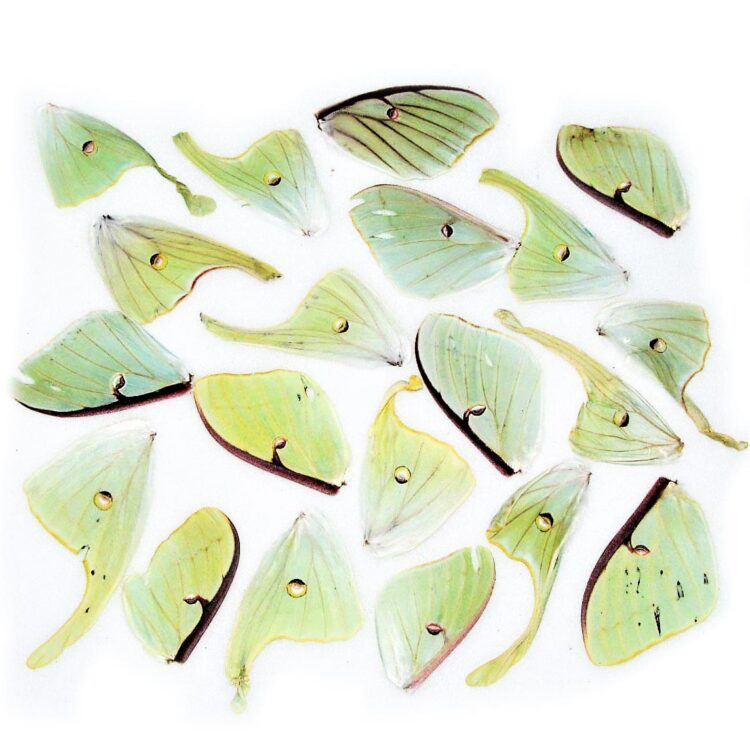 lot of 20 green Actias luna moth wings craft grade