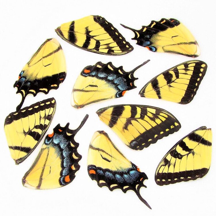 lot of 10 Papilio glaucus tiger swallowtail yellow butterfly wings