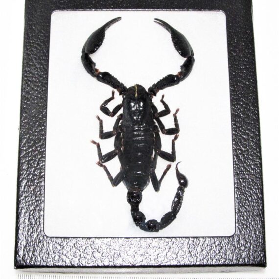 Details about   Insect Cabochon Golden Scorpion Specimen Oval 30x40 mm Glow 5 pieces Lot 
